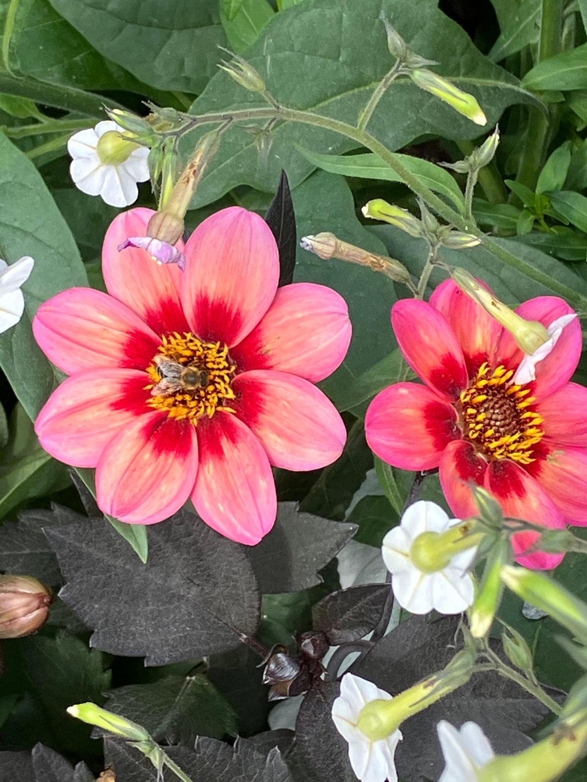 Landesgartenschau Freyung